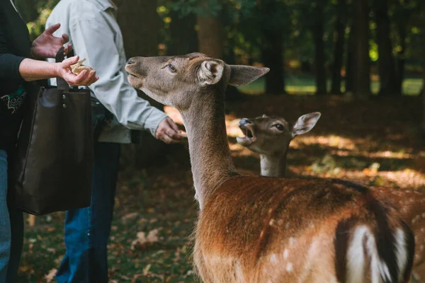 Personer mata en grupp rådjur i skogen. Vård av djur. — Stockfoto