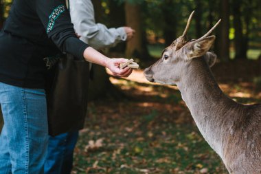 İnsanlar ormandaki geyik besleme. Hayvanlar için bakım