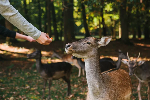 Personer mata en grupp rådjur i skogen. Vård av djur. — Stockfoto