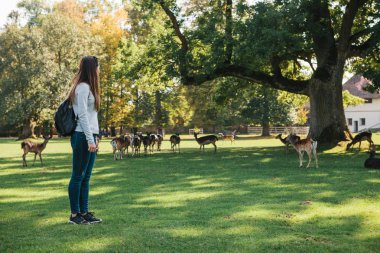 Genç güzel kız vahşi Ren geyiği uzaktan otlatma bakarak sırt çantası ile seyahat.