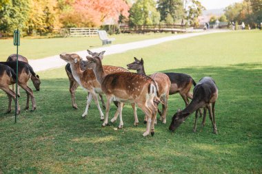 Hayvanlar için yiyecek arıyoruz. Bir grup genç geyik ağaçların yanında sıcak yeşil güneşli çayır yürür