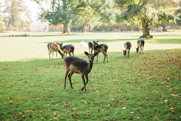 Los animales están buscando comida. Un grupo de jóvenes ciervos camina a través de un cálido prado verde soleado junto a los árboles — Foto de Stock