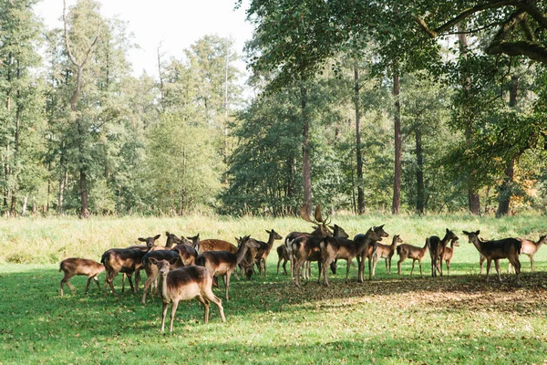 Bir grup genç geyik bir orman ağaçları yanında yeşil bir sıcak güneşli çayırda size yürür