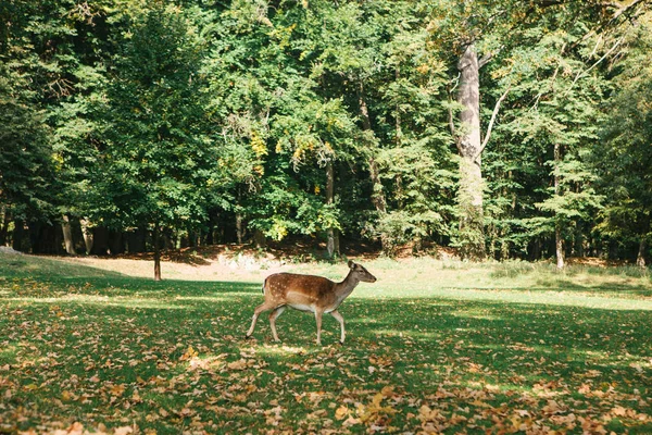 Yalnız geyik için yiyecek arıyor. Hayvan doğal ortamlarında. — Stok fotoğraf
