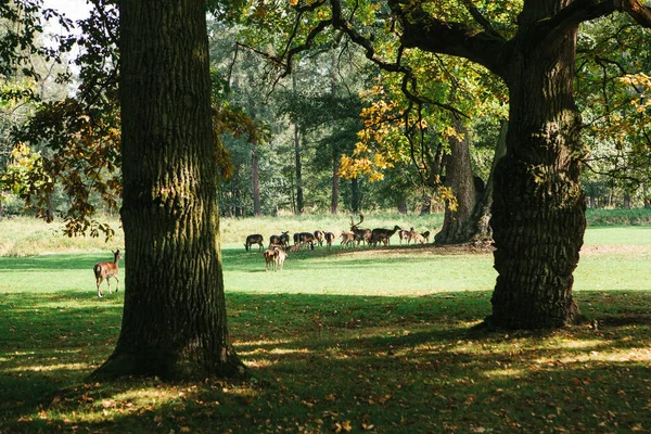 一群年轻的鹿穿过一个温暖的绿色阳光的草地在森林旁边的树林 — 图库照片