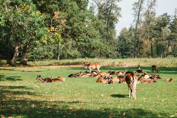 En grupp unga rådjur går igenom en varm grön solig äng i en skog intill träden — Stockfoto