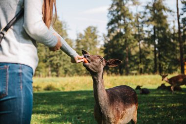 Bir turist kız geyik doğal ortamlarında beslemeleri.