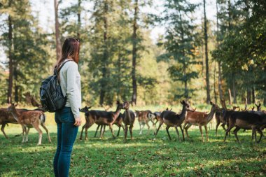 Genç güzel kız vahşi Ren geyiği uzaktan otlatma bakarak sırt çantası ile seyahat. Hayvanların doğal yaşam alanı.