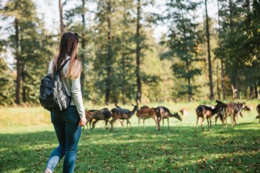 Genç güzel kız vahşi Ren geyiği uzaktan otlatma bakarak sırt çantası ile seyahat. Hayvanların doğal yaşam alanı.