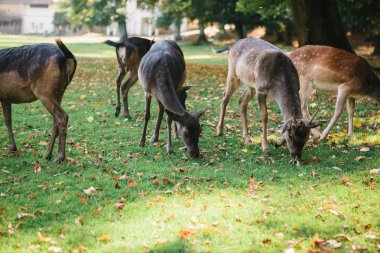Hayvanlar için yiyecek arıyoruz. Bir grup genç geyik ağaçların yanında sıcak yeşil güneşli çayır yürür