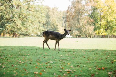 Yalnız geyik için yiyecek arıyor. Hayvan doğal ortamlarında.