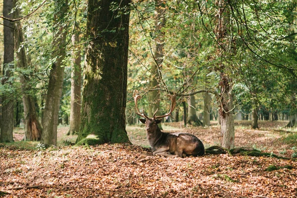 Ciervos salvajes en el bosque. Animal en un hábitat natural . — Foto de Stock