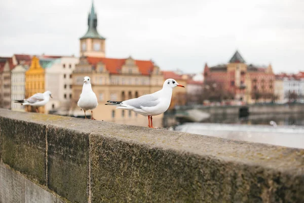 Möwen sitzen am Ufer neben der Moldau in Prag. Die traditionelle tschechische Architektur verschwimmt im Hintergrund. — Stockfoto