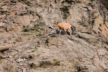 Bir genç Kafkas dağ keçisi doğal ortamlarında dağlar üstesinden gelir. Hayvan zor doğal koşullarda yaşama.