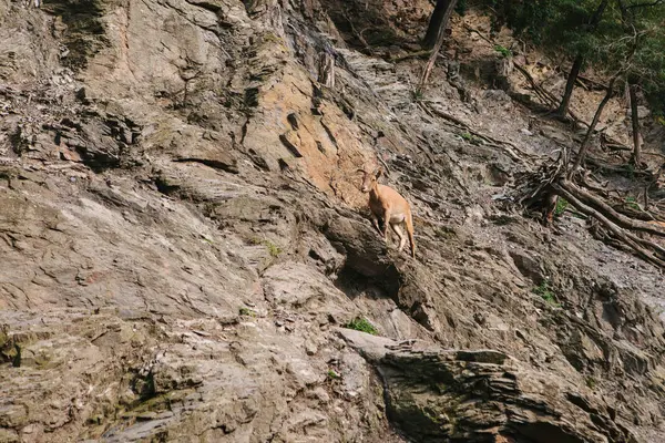 Μια νεαρή κατσίκα βουνό Καυκάσιος σε έναν φυσικό βιότοπο υπερνικά τα βουνά. Επιβίωση του ζώου σε δύσκολες συνθήκες φυσικής. — Φωτογραφία Αρχείου