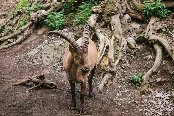 Cabra de montaña caucásica con cuernos enormes en un hábitat natural. Animales salvajes . — Foto de Stock
