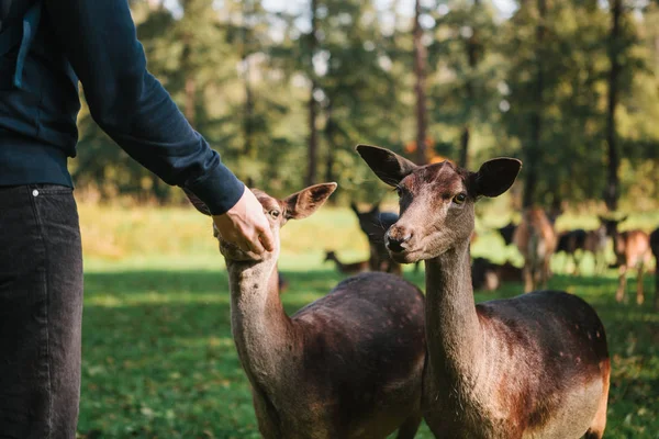 Volontär matar en vilda hjortar i skogen. Vård av djur. — Stockfoto