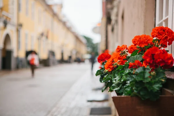 Pot virágok Street-Riga, Lettország. Virágok, vagy a sétáló utcai vagy nyilvános hely dekorációs kellékek — Stock Fotó