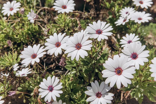 Many white beautiful flowers of daisies. Flowering plants in spring and summer — Stock Photo, Image