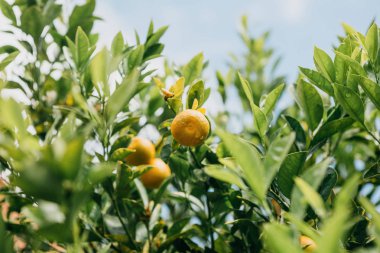 Mandalina dal. Hasat zamanı. Lezzetli ve sağlıklı gıda.