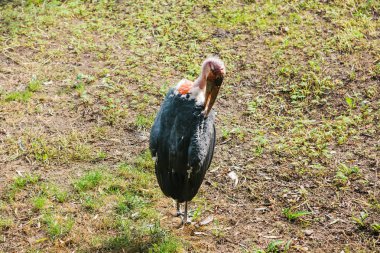 Akbaba. Vahşi hayvan yeme damla veya predator veya yabani kuş.
