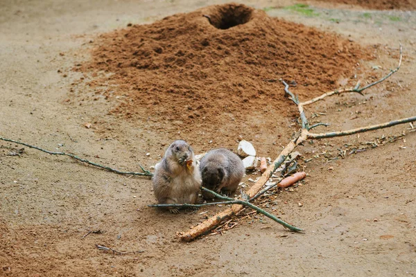 Meerkat ou écureuil terrestre du Cap ou gopher. Mammifère du désert et petit rongeur et animal sauvage . — Photo