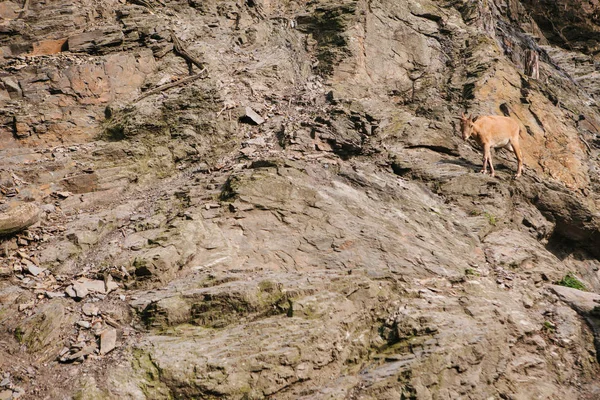 Μια νεαρή κατσίκα βουνό Καυκάσιος σε έναν φυσικό βιότοπο υπερνικά τα βουνά. Επιβίωση του ζώου σε δύσκολες συνθήκες φυσικής. — Φωτογραφία Αρχείου