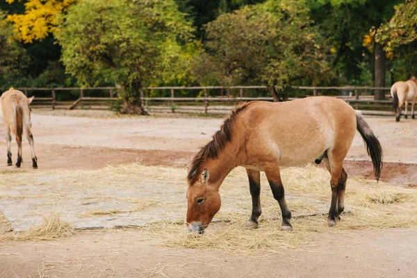 Caballo salvaje o mula o pony en el zoológico de Praga. Los mamíferos o los caballos comen avena o heno. Manada de caballos al aire libre . — Foto de Stock