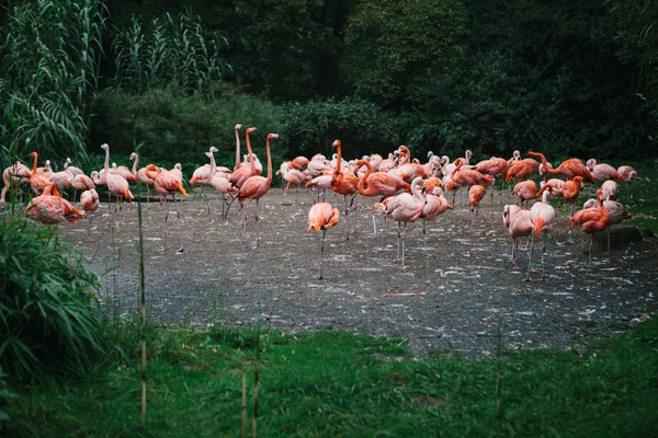 Фламинго или пачка фламинго в зоопарке Праги — стоковое фото