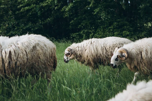 Skupina nebo stádo ovcí — Stock fotografie