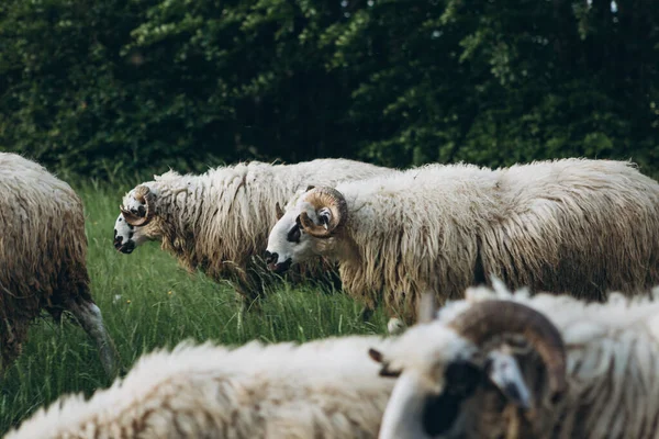Un grupo o un rebaño de ovejas — Foto de Stock