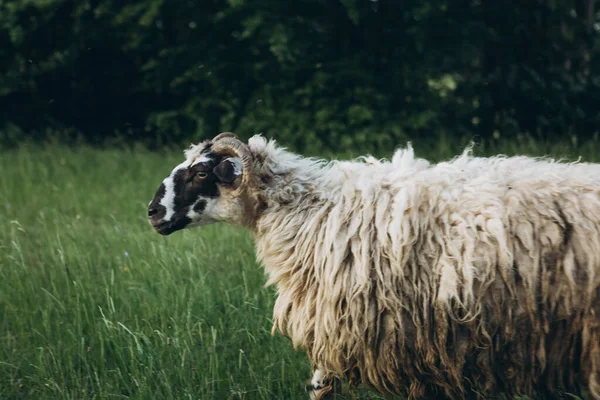 Ein Schaf in Bewegung auf einer Weide — Stockfoto