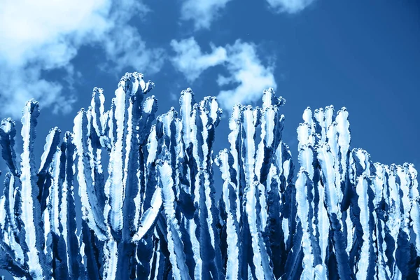 Cactus en un color azul clásico —  Fotos de Stock