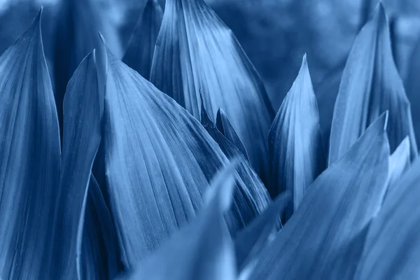 Un sacco di sfondo foglie blu . — Foto Stock