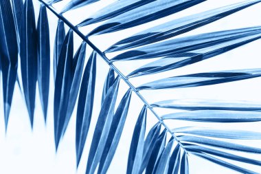 Closeup avuç içi dalı arka planı