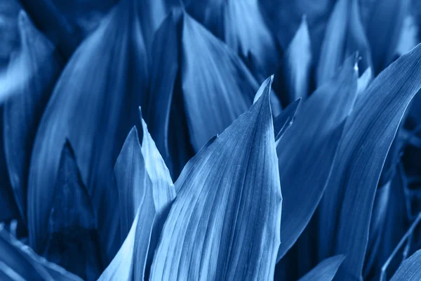 Un sacco di sfondo foglie blu . — Foto Stock