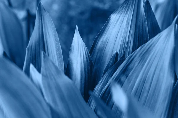 Un sacco di sfondo foglie blu . — Foto Stock