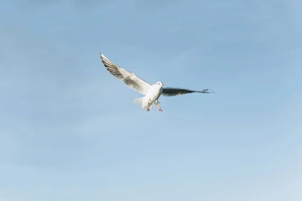 Una gaviota vuela contra un cielo azul — Foto de Stock