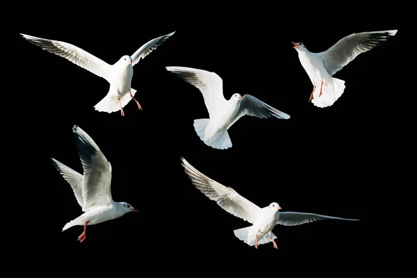 Conjunto de gaviotas aisladas — Foto de Stock