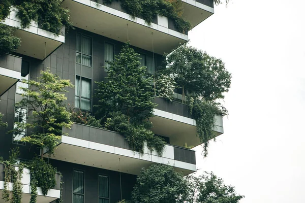 Дерева ростуть на балконах — стокове фото