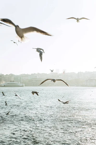 Un grupo de gaviotas — Foto de Stock