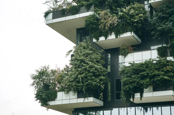 Ağaçlar balkonlarda yetişir. — Stok fotoğraf