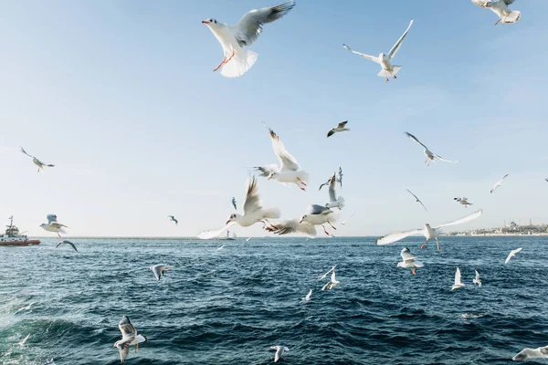 Bosphorus and flying gulls — Stock Photo, Image