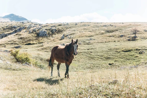 말 한 마리가 들판을 걸어 다닌다 — 스톡 사진