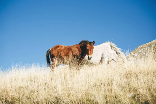 Коні випасають на лузі — стокове фото