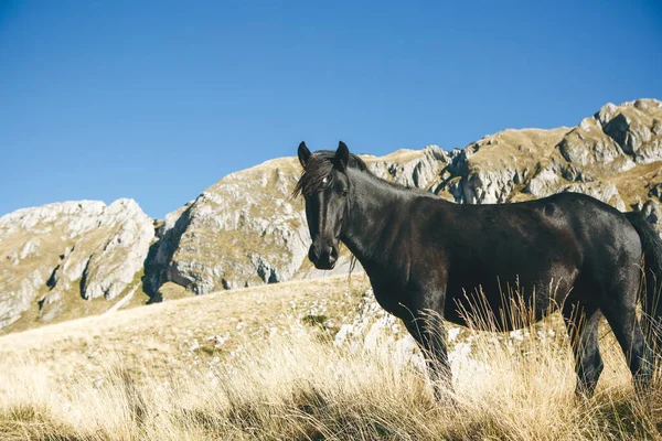 Retrato de un caballo negro — Foto de Stock