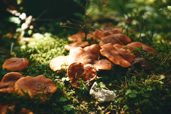 Cogumelos comestíveis crescem na floresta — Fotografia de Stock