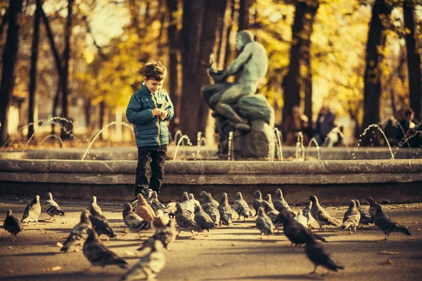 Băiețel Drăguț Parc Uitându Porumbei — Fotografie, imagine de stoc