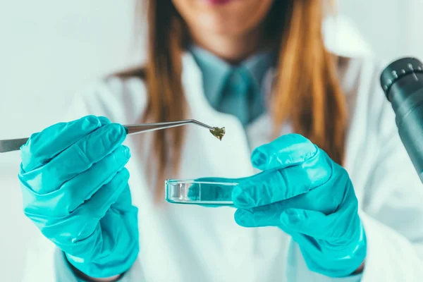 女性の科学者が実験室でサンプルの研究 — ストック写真