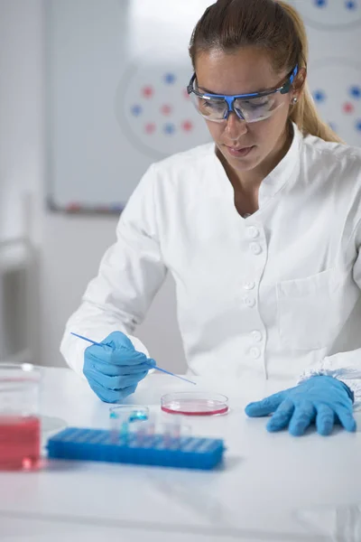 Micobiologist Working Lab — Stock Photo, Image